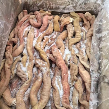 猪小肠