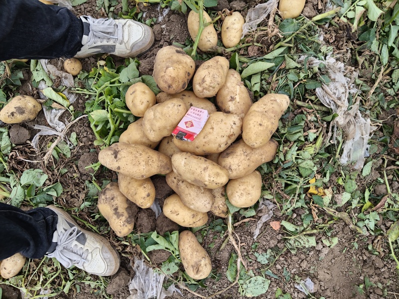 山东荷兰十五，果型饱满，皮肉紧实新鲜采挖产地直发