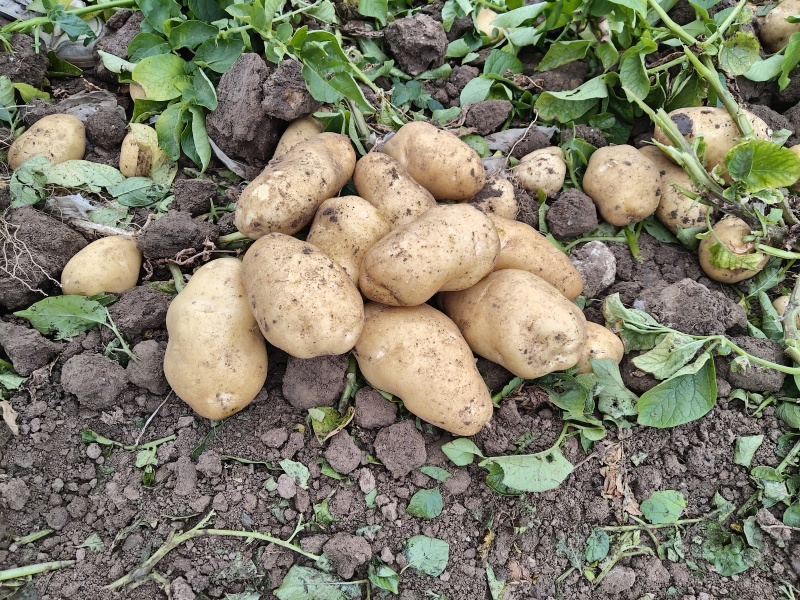 山东荷兰十五，果型饱满，皮肉紧实新鲜采挖产地直发