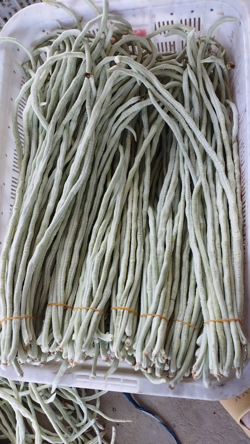 白豆角收一字头了