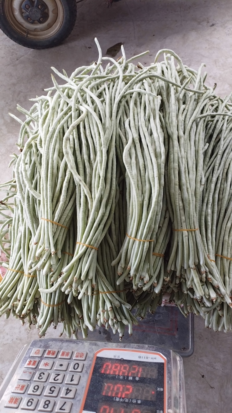 白豆角收一字头了