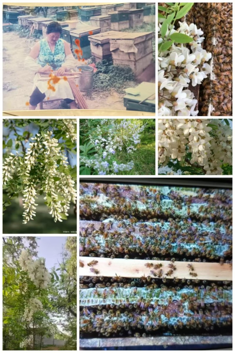 中药材党参花蜂蜜生产在千年药乡甘肃陇南血红色不易结晶。