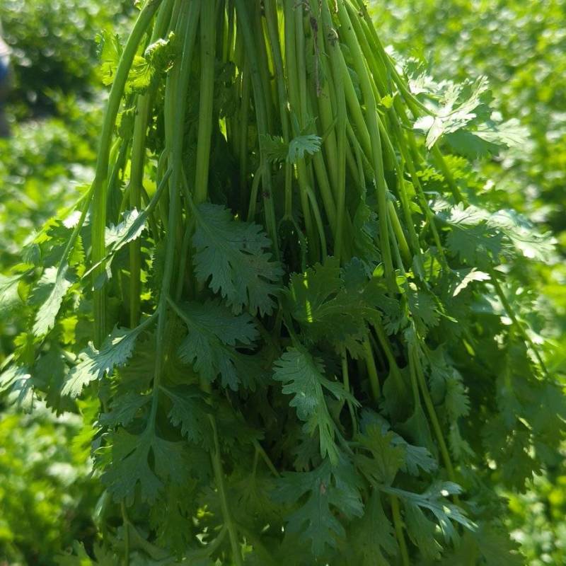 山东潍坊市坊子区黄旗堡，精品铁秆香菜有货，现拔现发，欢迎