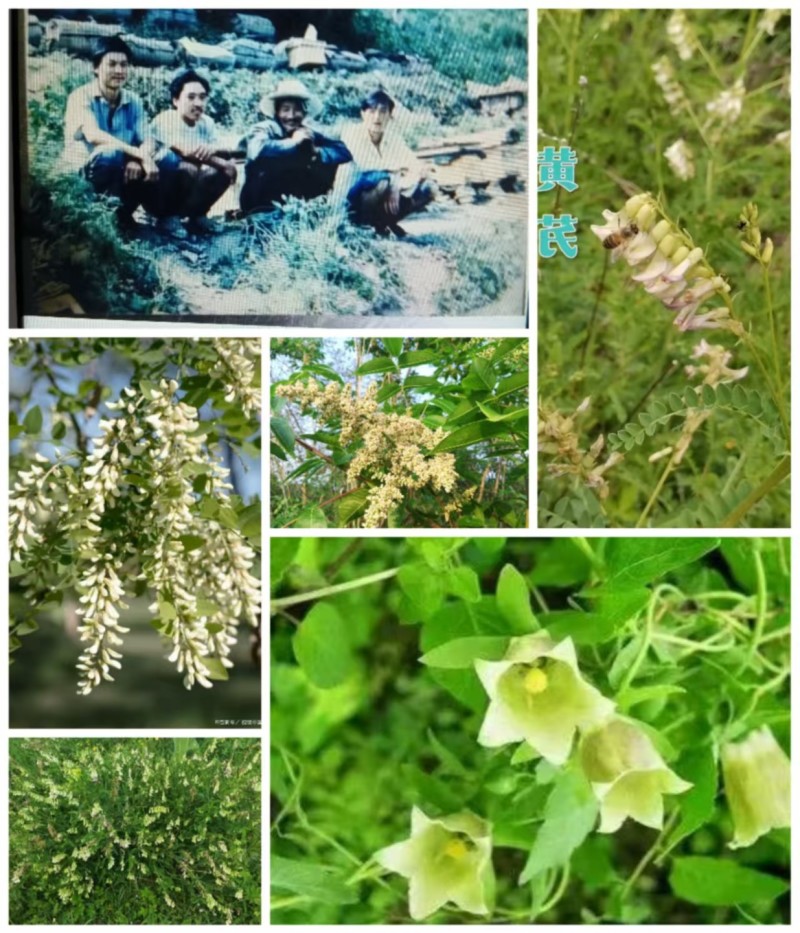 中药材党参花蜂蜜生产在千年药乡甘肃陇南血红色不易结晶。