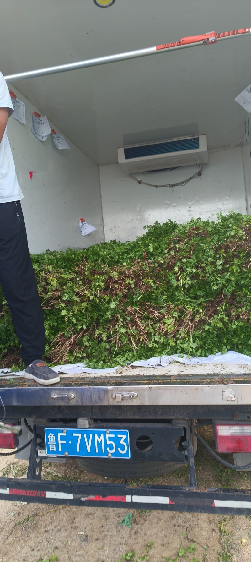 山东潍坊市坊子区黄旗堡，精品铁秆香菜有货，现拔现发，欢迎