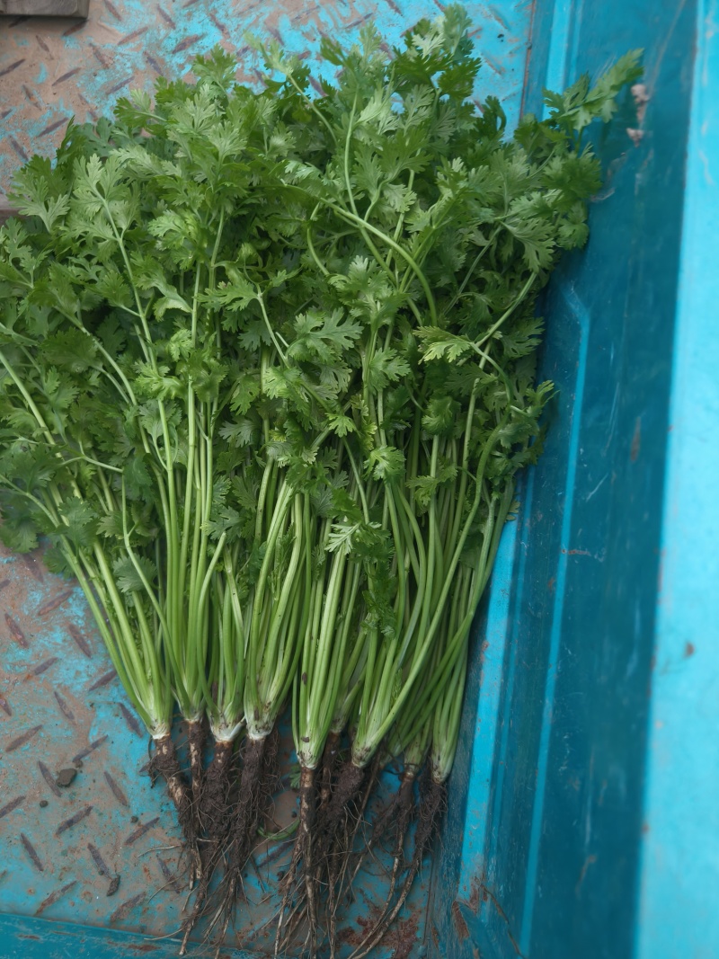 山东潍坊市坊子区黄旗堡，精品铁秆香菜有货，现拔现发，欢迎