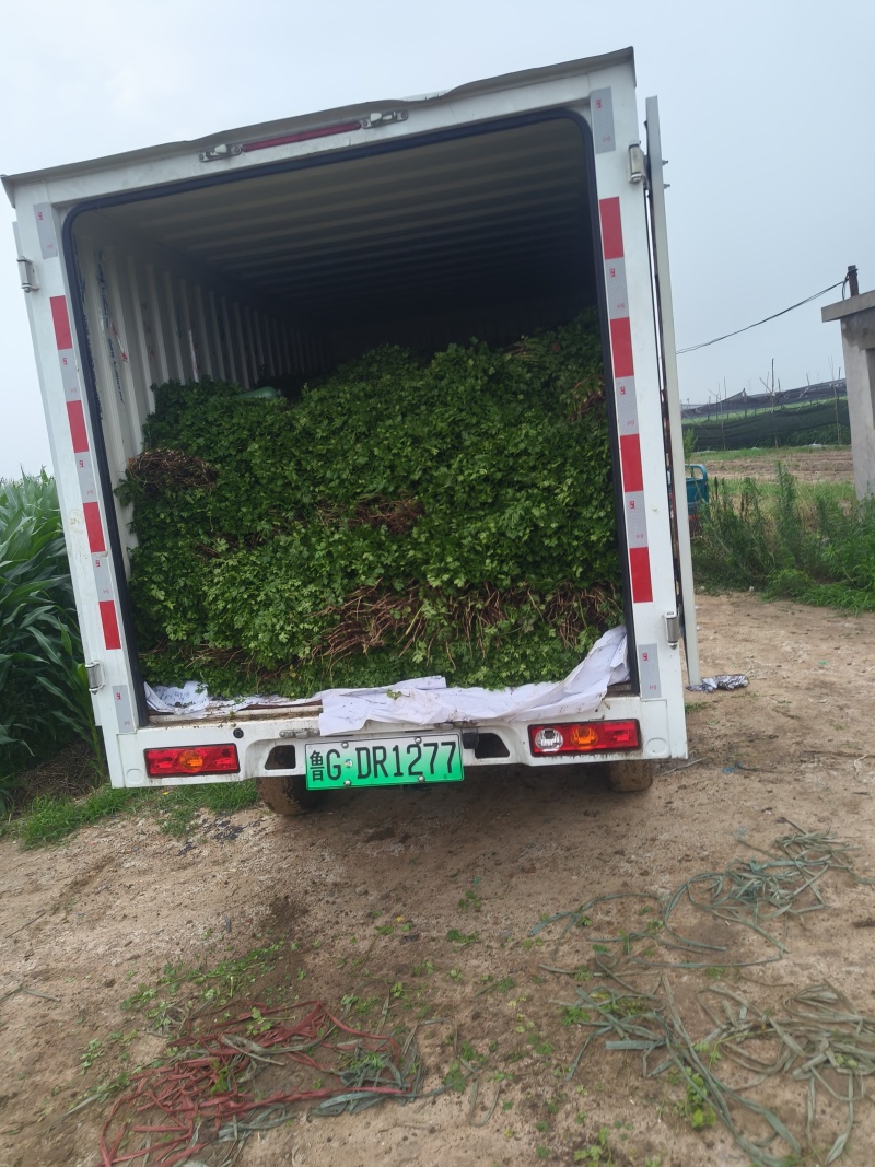 山东潍坊市坊子区黄旗堡，精品铁秆香菜有货，现拔现发，欢迎