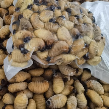 精品冻虫
