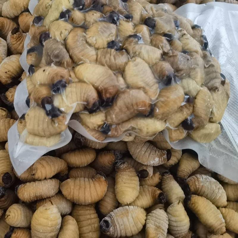 精品冻虫