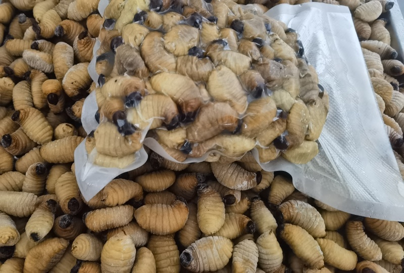 精品冻虫