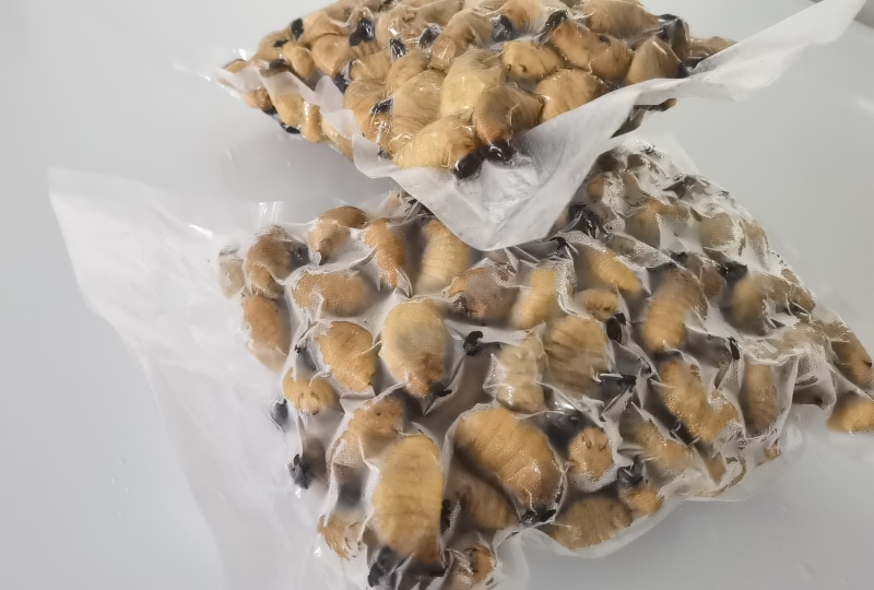 精品冻虫