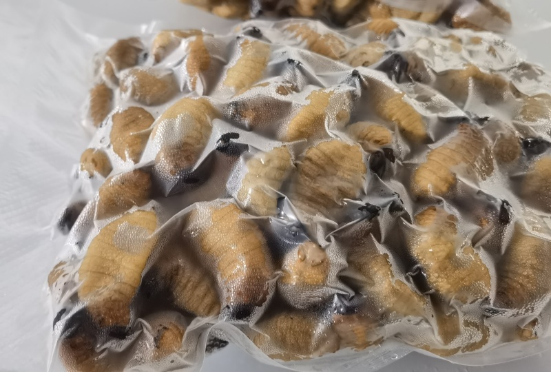 精品冻虫