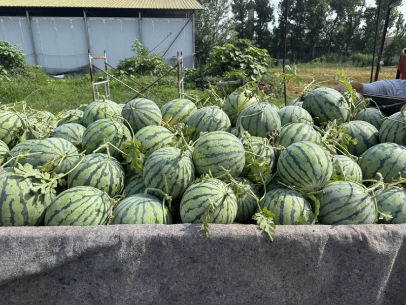 精品美都麒麟西瓜一手货源产地直发支持视频看货