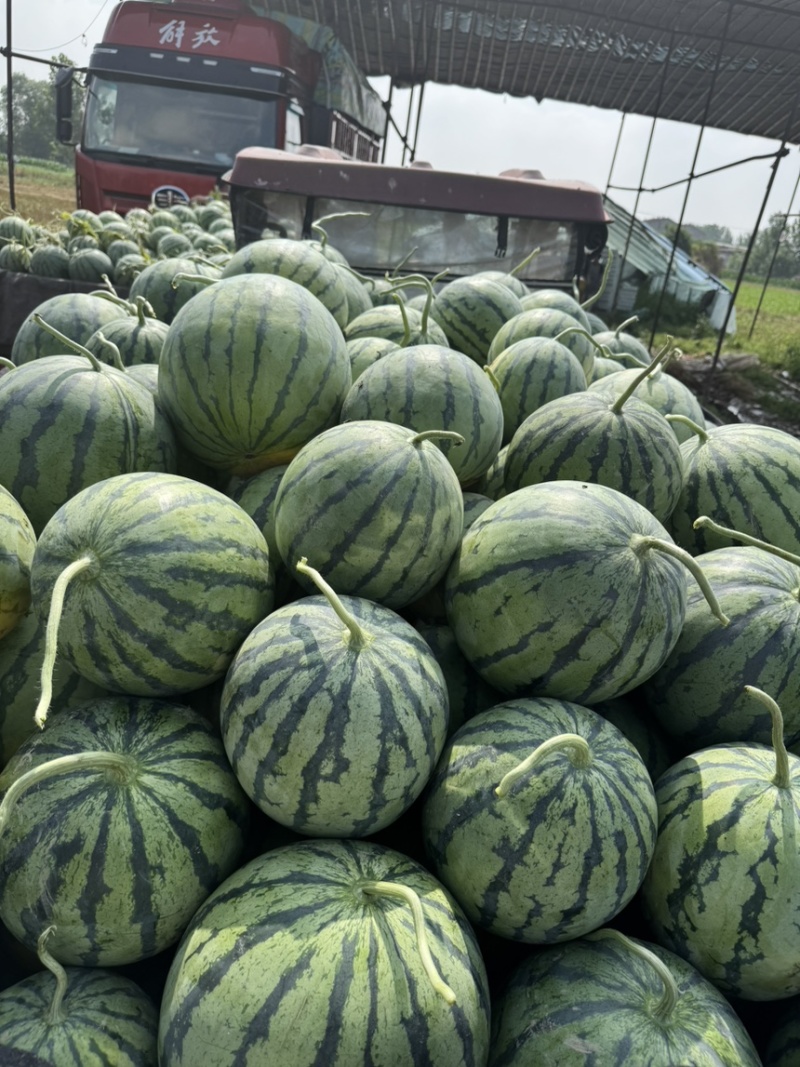 精品美都麒麟西瓜一手货源产地直发支持视频看货