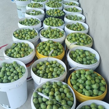青脆李早熟，7月中旬5000-8000斤左右