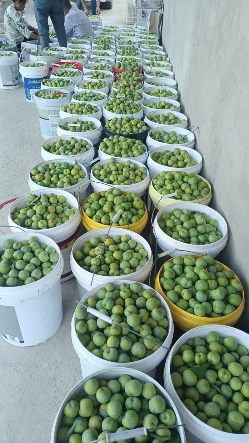 青脆李早熟，7月中旬5000-8000斤左右