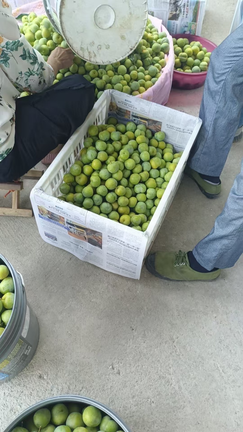 青脆李早熟，7月中旬5000-8000斤左右