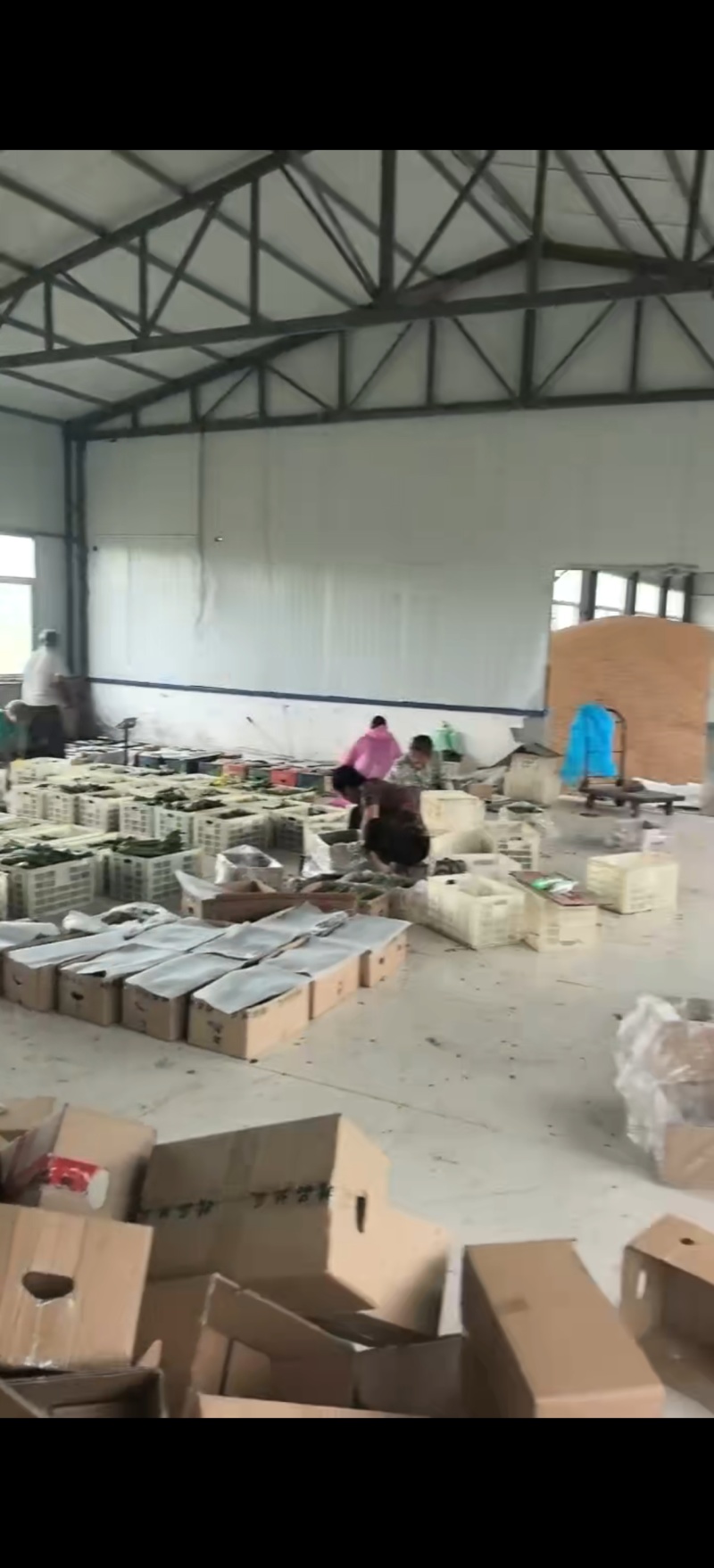 油皮丝瓜