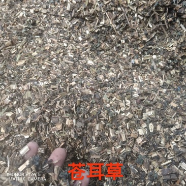 苍耳草