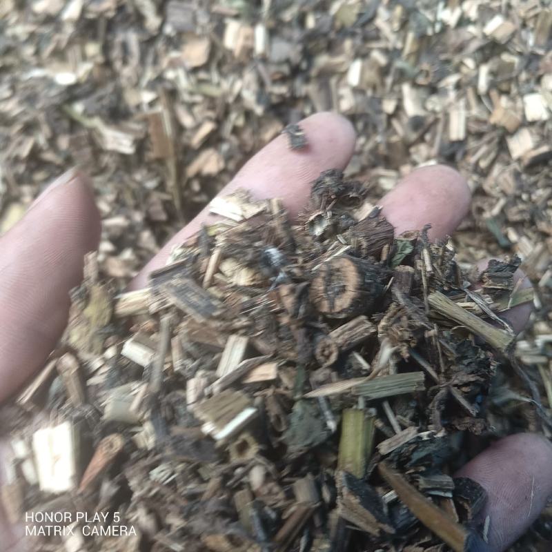 苍耳草