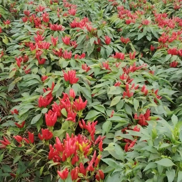 产地直销价格优惠