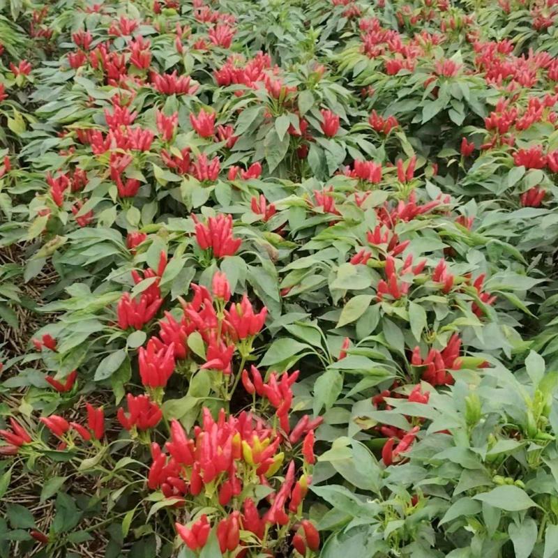 产地直销价格优惠