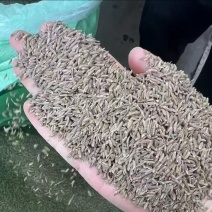 新疆孜然今年新货味道浓郁