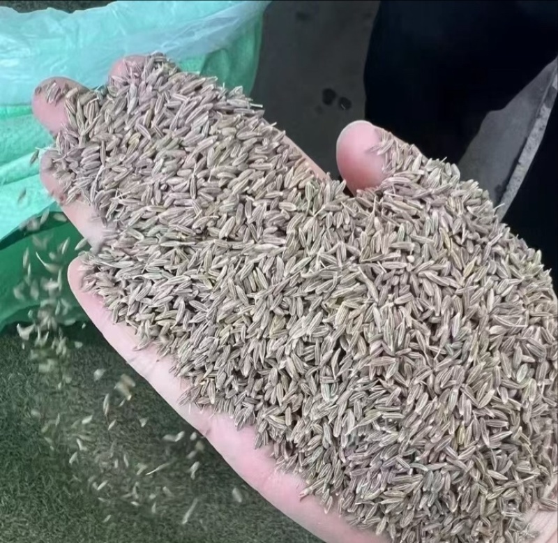新疆孜然今年新货味道浓郁