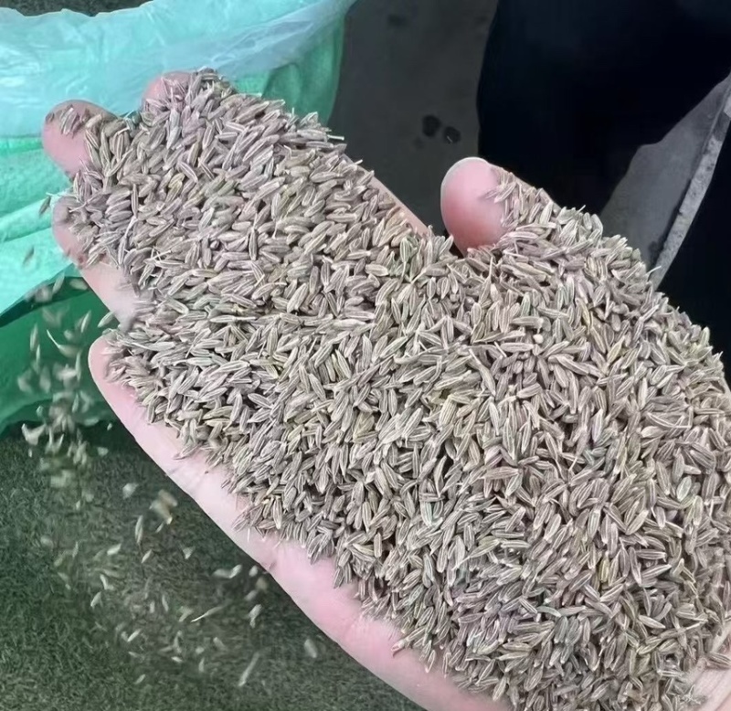 新疆孜然今年新货味道浓郁