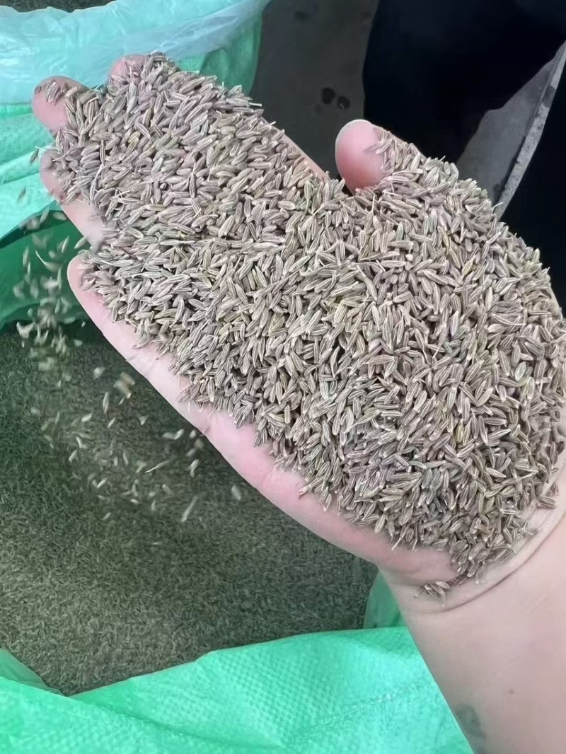 新疆孜然今年新货味道浓郁