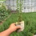 金露梅小苗,金露梅营养杯发四川甘孜
