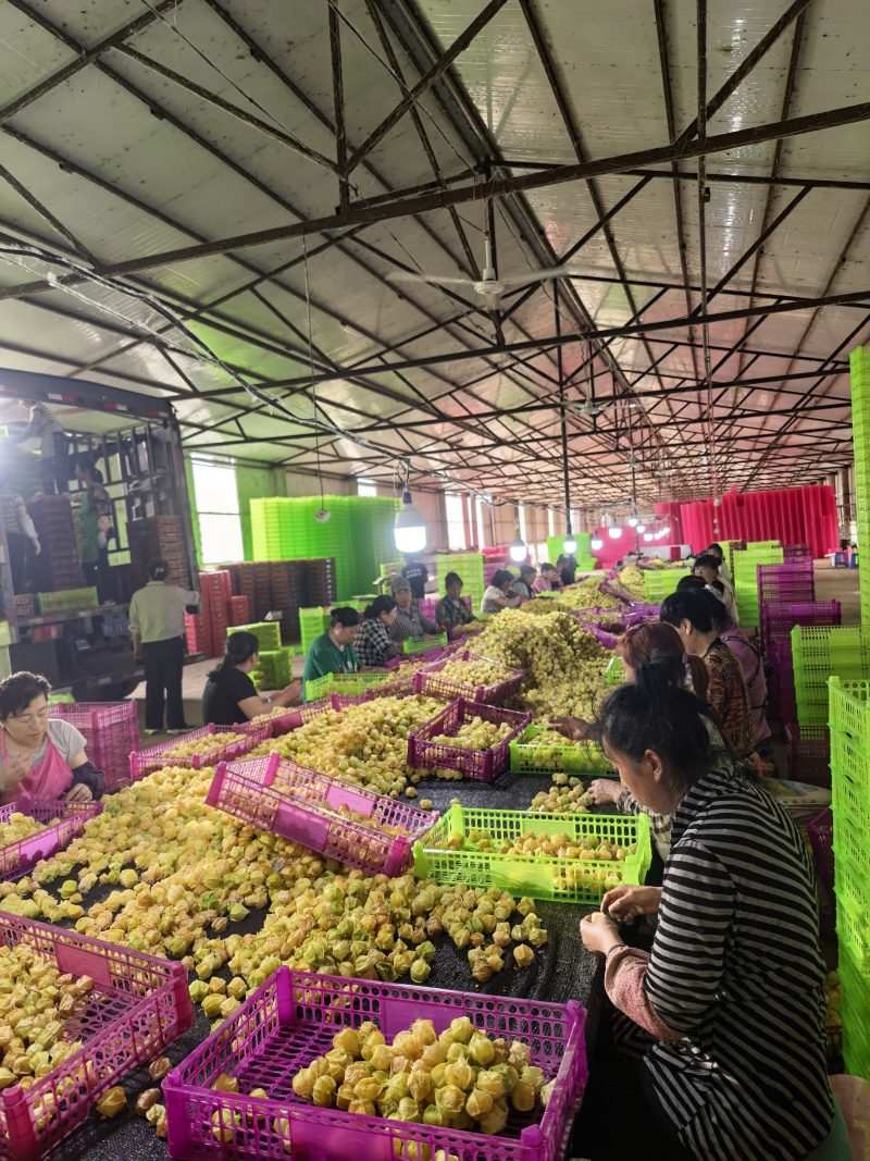 东北姑娘果新鲜上市了，支持全平台一件代发，品质好，想赚钱