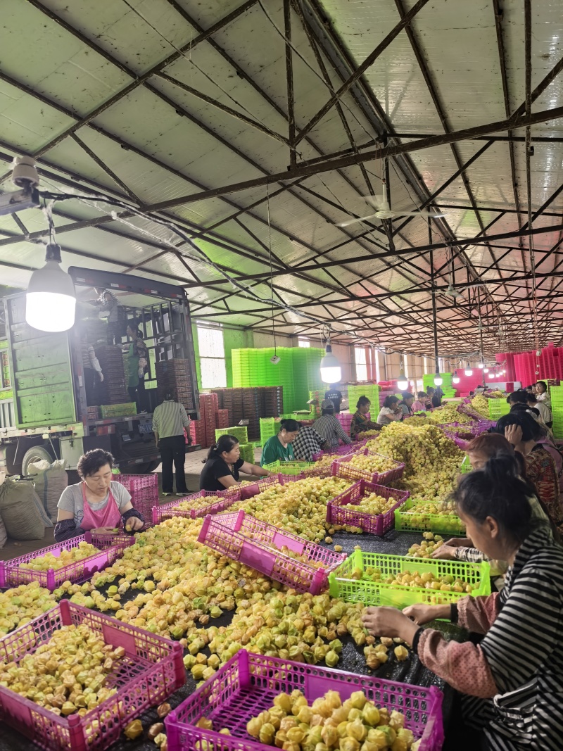 东北姑娘果新鲜上市了，支持全平台一件代发，品质好，想赚钱