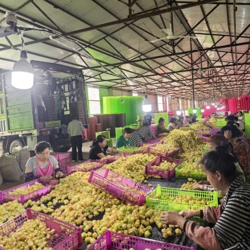 东北姑娘果新鲜上市了，支持全平台一件代发，品质好，想赚钱