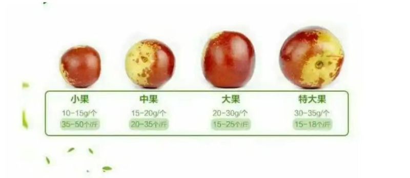 一件代发，陕西大荔冬枣，精品冬枣，鲜枣，对接各大电商平台