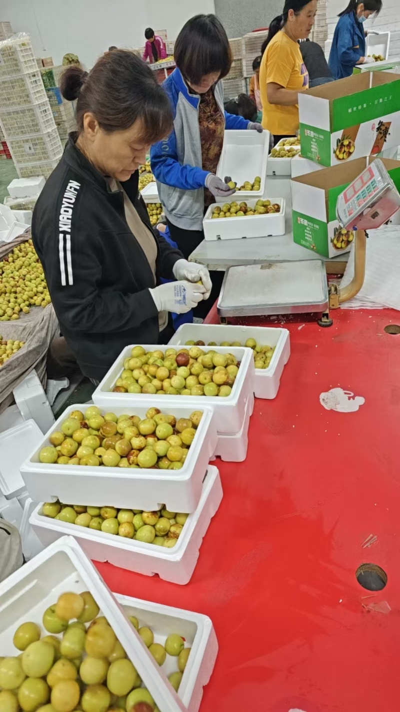 一件代发，陕西大荔冬枣，精品冬枣，鲜枣，对接各大电商平台