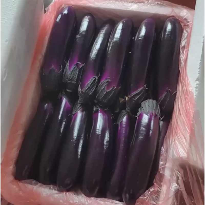 紫长茄烤茄产地直发，货源充足，供应电商，市场工厂