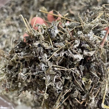 大山采摘野生藤茶