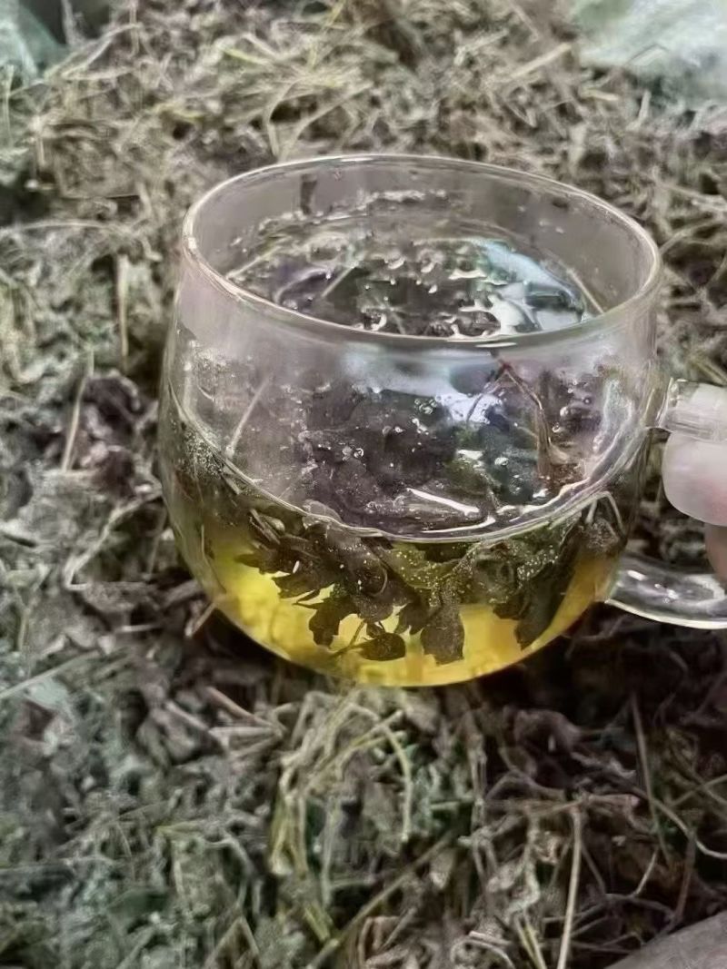 大山采摘野生藤茶