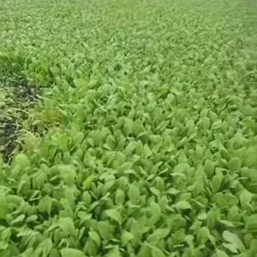鸡毛菜