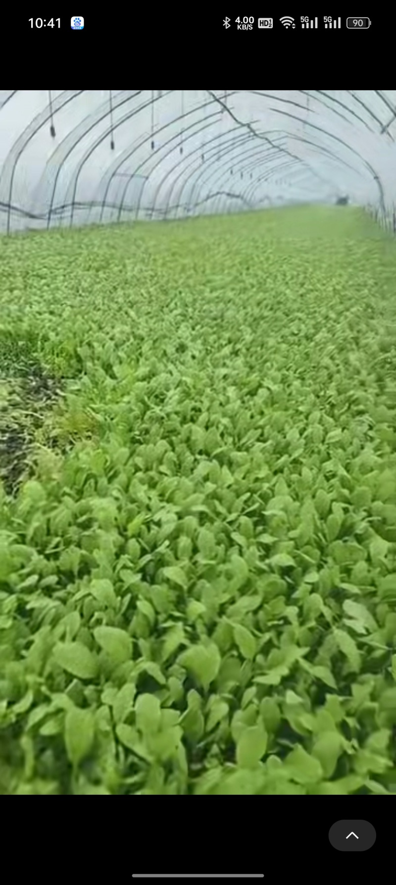 鸡毛菜