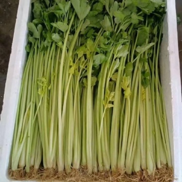 通海县香芹