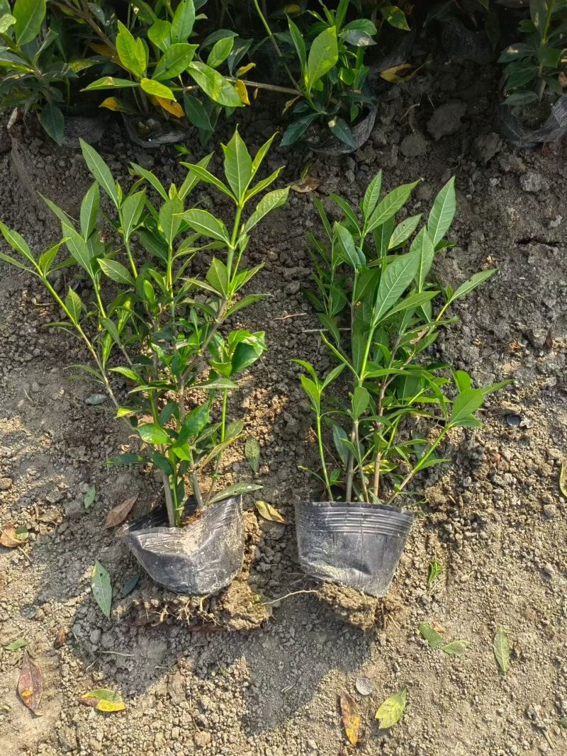 二栀子杯苗，高度25-30厘米大小杯各种规格基地直销