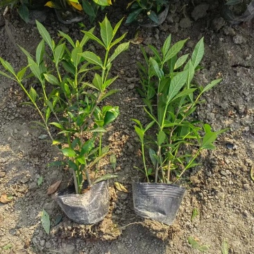 二栀子杯苗，高度25-30厘米大小杯各种规格基地直销