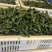 山东荣成源头海带生产工厂