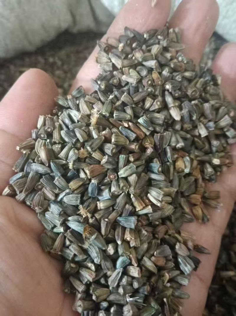 今年的新漏芦种子