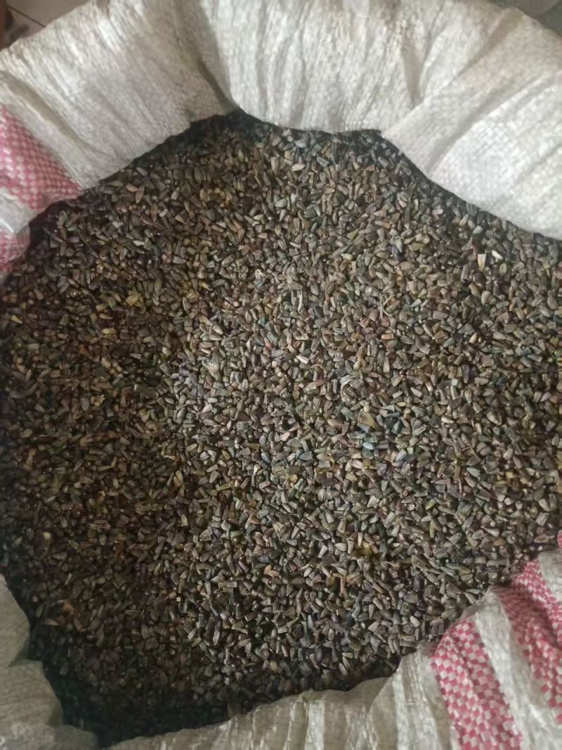 今年的新漏芦种子