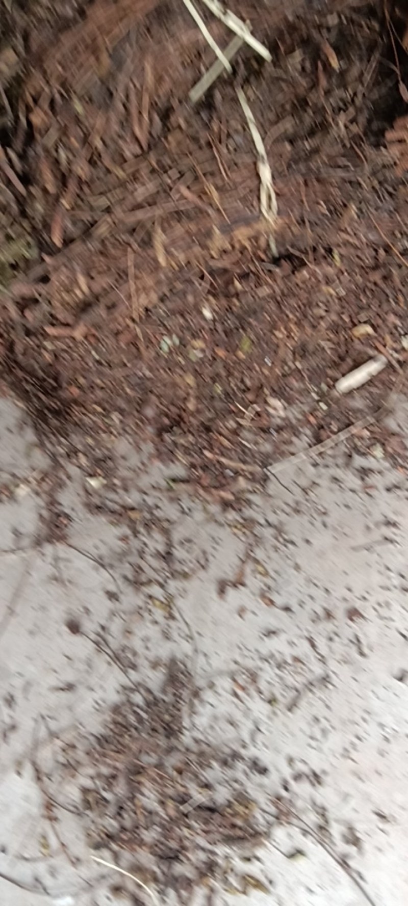 夏枯草