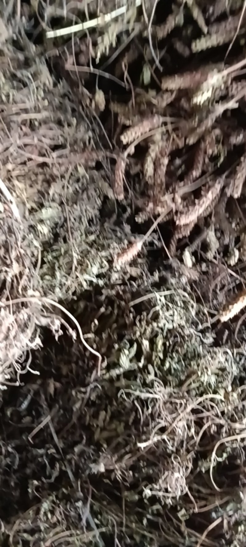 夏枯草