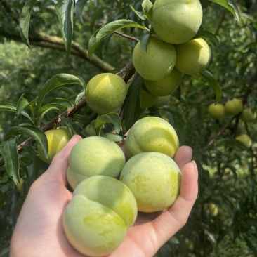 贵州六马蜂糖李自己种有一千亩地